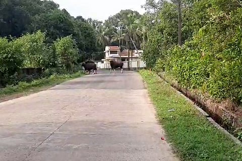 kadukona