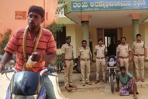 kolar snake