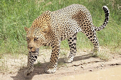 leopard