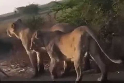 lion may 10