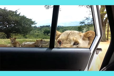 lioness