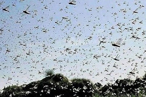 locusts