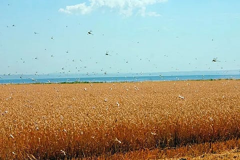 locusts