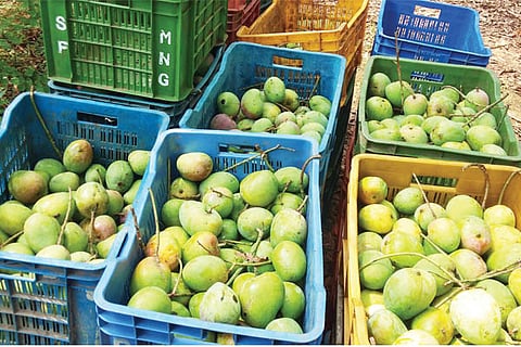 mango