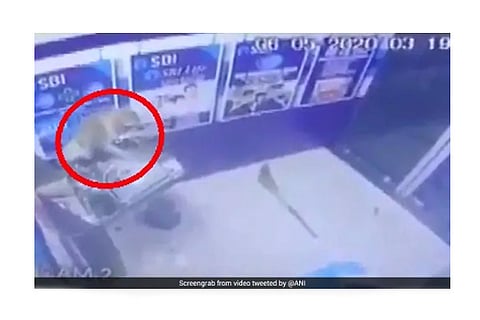 monkey damages ATM