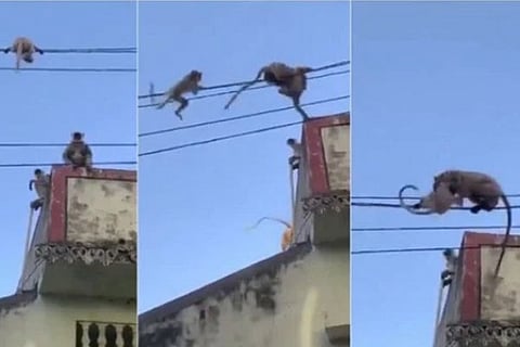 monkey may