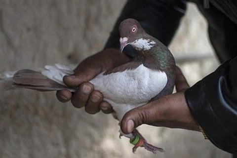 pak pigon