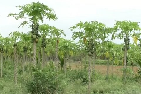 papaya