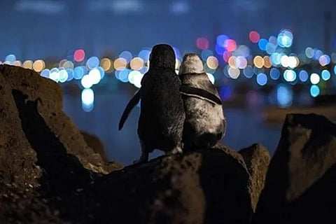 penguin