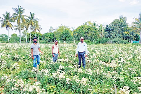 photo tgl 3(16.5.2020) horticulture officer visit
