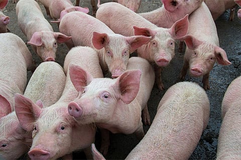 pig1