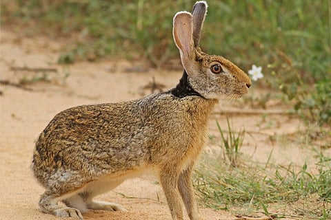rabbit indian hare_web