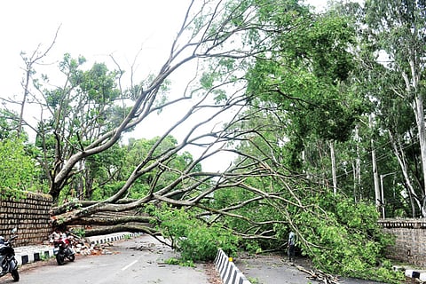 rain tree