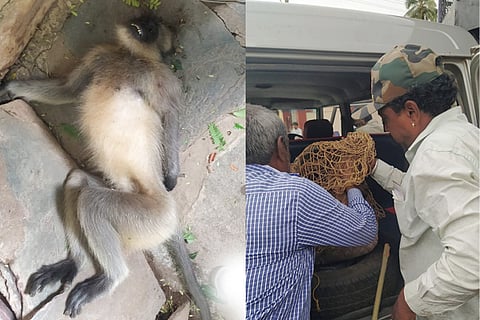 rowdy monkey dharwad