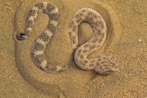 sand vipar