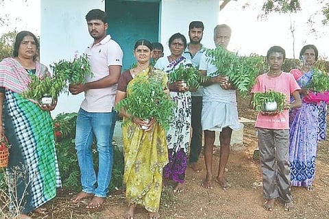 sirigere coorona Amma 17