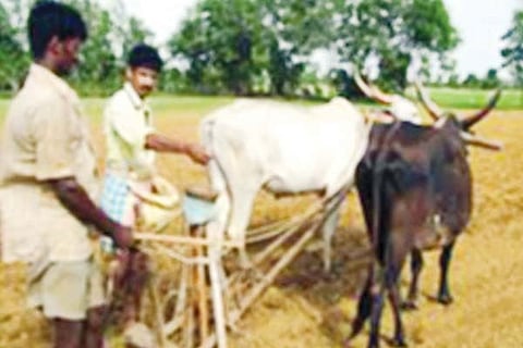 sow seeding