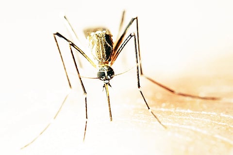 Aedes aegypti frontal macro (yellow fever mosquito / mosquito da dengue)