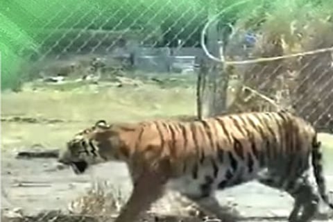 tiger