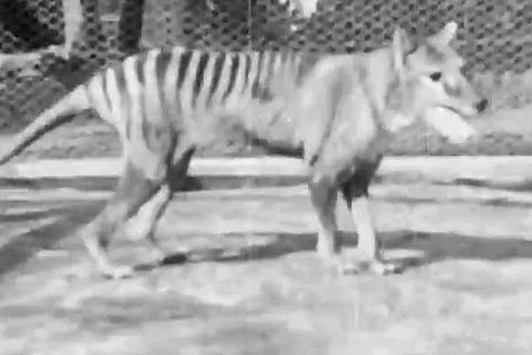 tiger