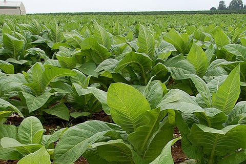 tobacco