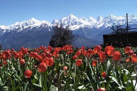 tulip