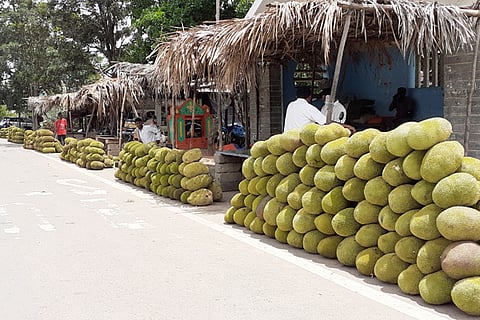 03 Nandagudi 1 Hasasu