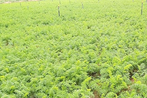 04 Nandagudi 1 Carrot