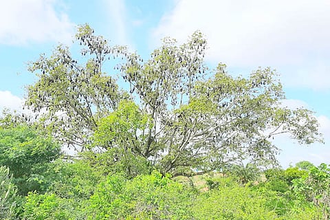 16 budikote 1