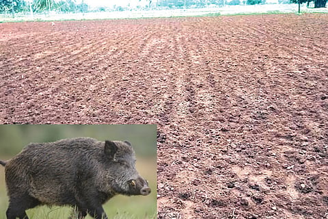 180620 Kotturu Wild Pig Attat at land