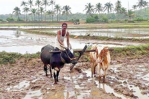 23ankola1