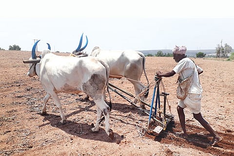AGRICULTURE