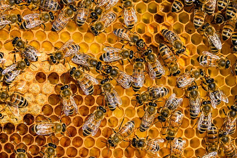 Bees