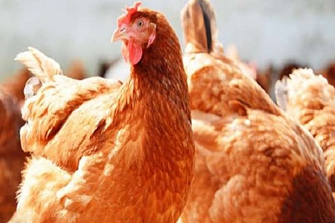 Chicken 22 June 20
