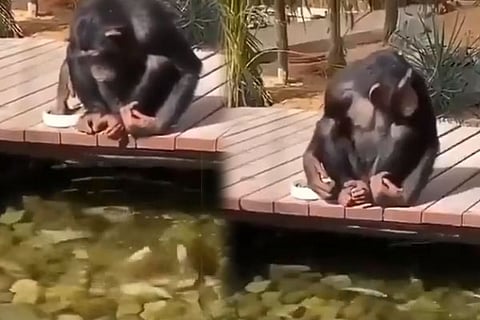 Chimpanji 11 June 20