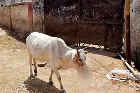 Cow Jun 20