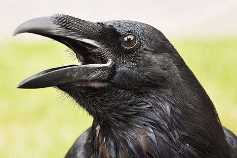 Crow