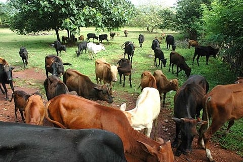 Desi Cow