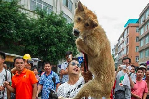 Dog meat Festival 2020