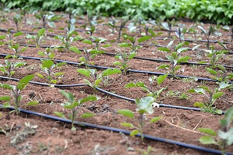 Drip irrigation