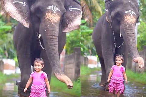 Elephan 3 June 20