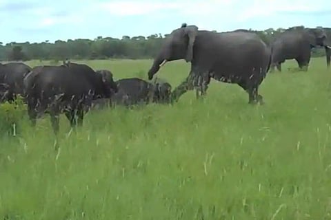 Elephant