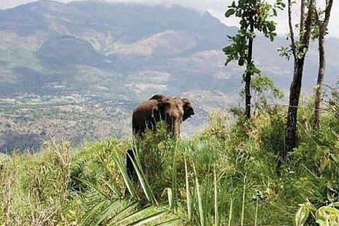 Elephant