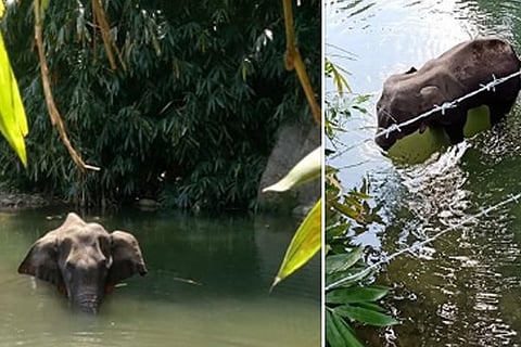 Elephant 3 June 20