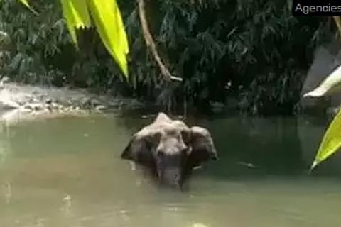 Elephant JPG