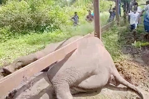 Elephant- raiilwy