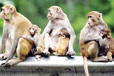 Monkey 7 jUn e 20