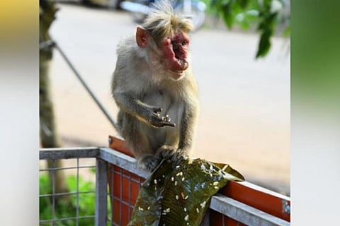 Monkey JPG