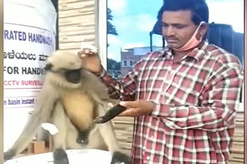 Monkey JPG