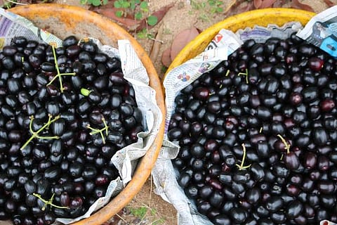 NERALE JAMBU